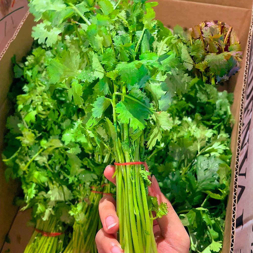 Fresh Coriander (Cilantro) — 1 Bunch