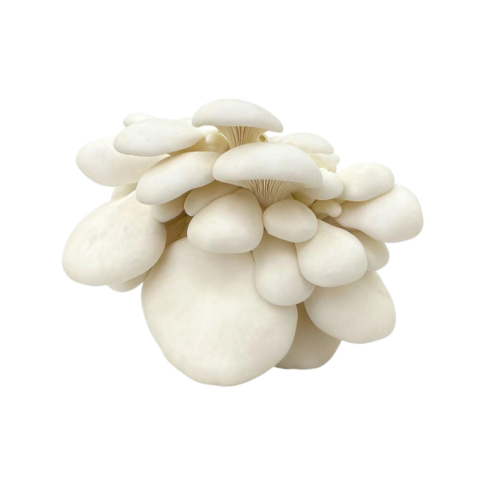 mycoharvest-white-oyster-mushrooms-200g-2