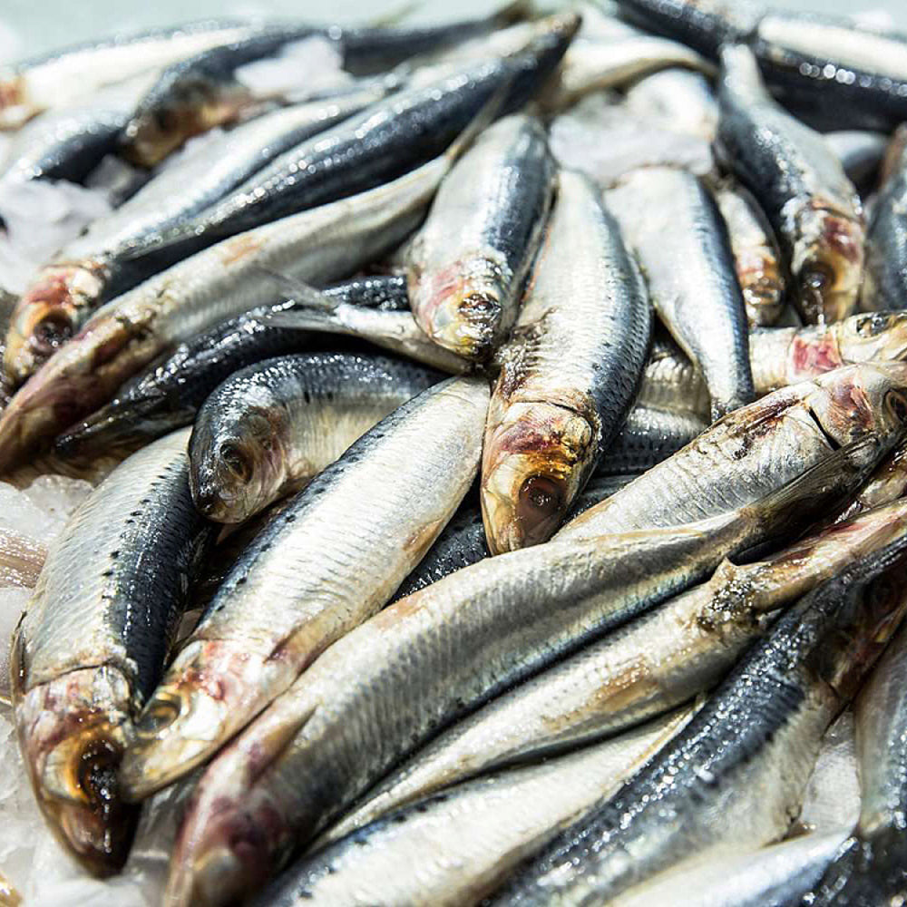 frozen-australian-sardines-1kg-1