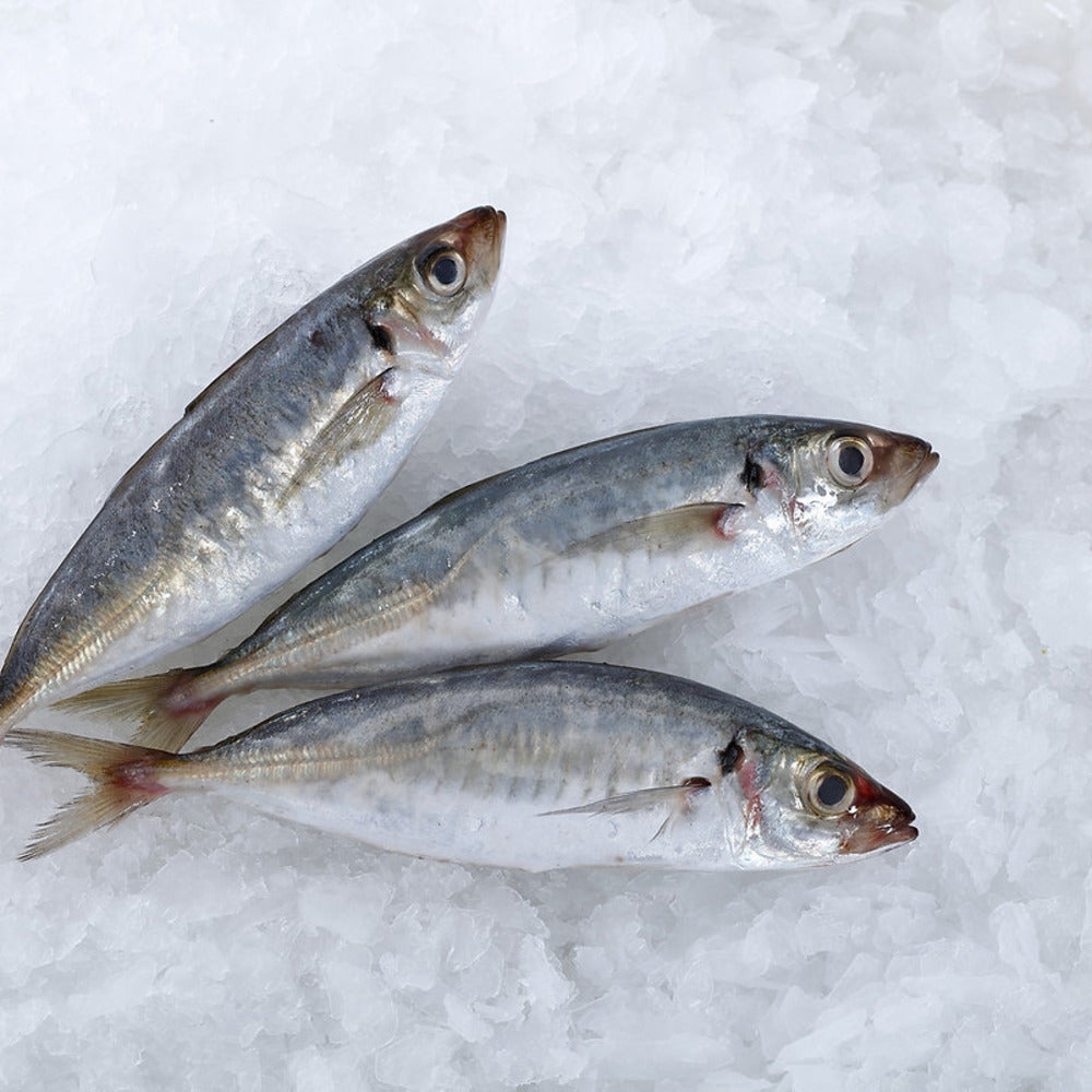 Frozen-Indian-Mackerel-(Whole-Fish)-900g-–-Bangda-/-Ikan-Kembung-1