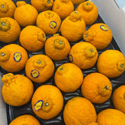 Citrus at UMall Australia