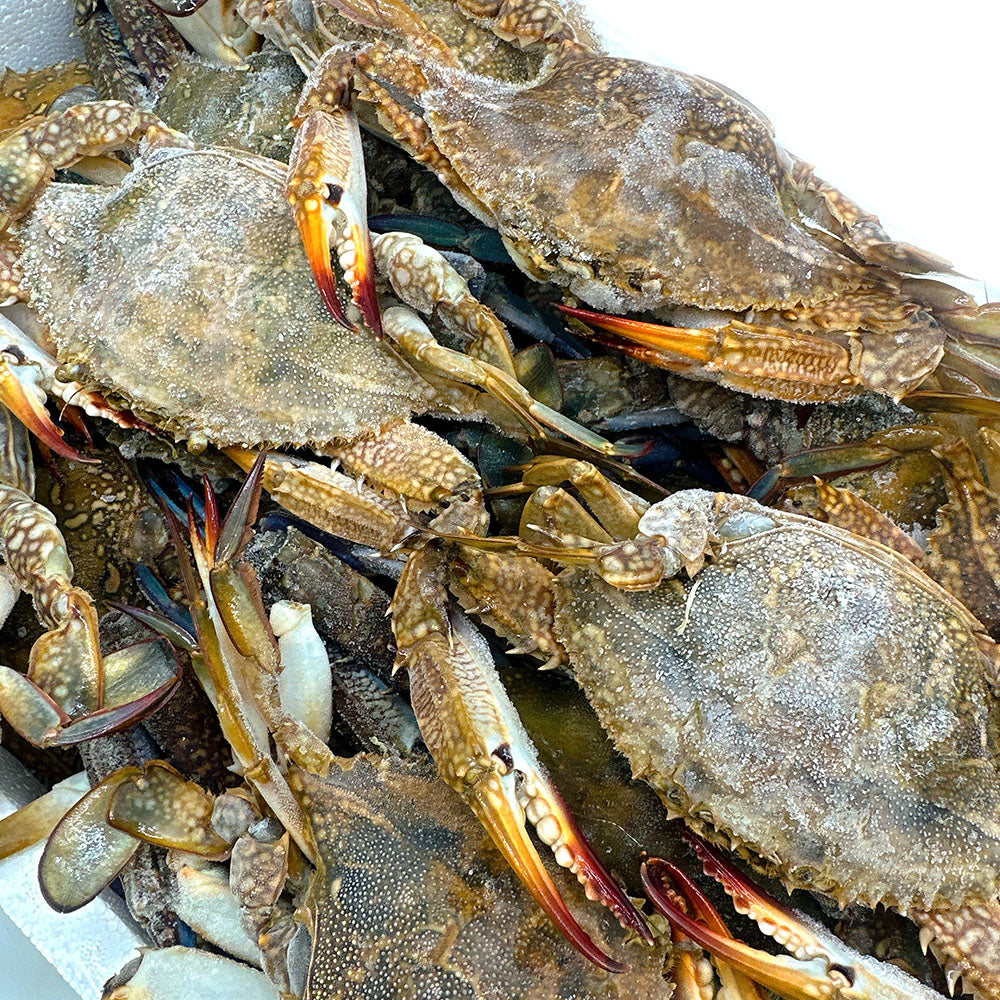 Frozen-Blue-Swimmer-Crab---4-Whole-Crabs,-1kg-1