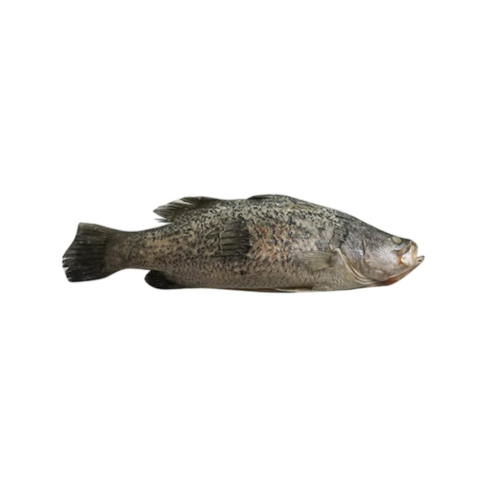 Whole-Barramundi-(Scaled-&-Gutted)---600-800g-2