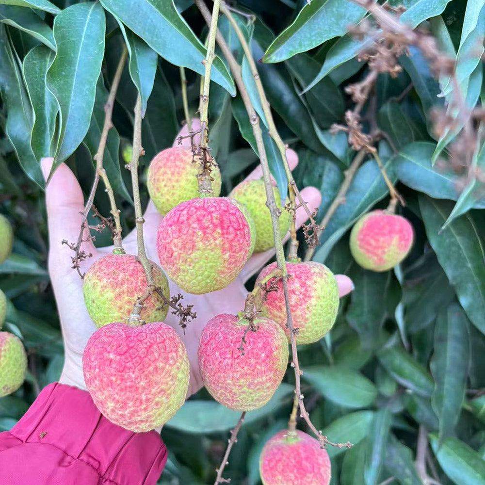Air-Flown-Vietnamese-Lychees---500g-3