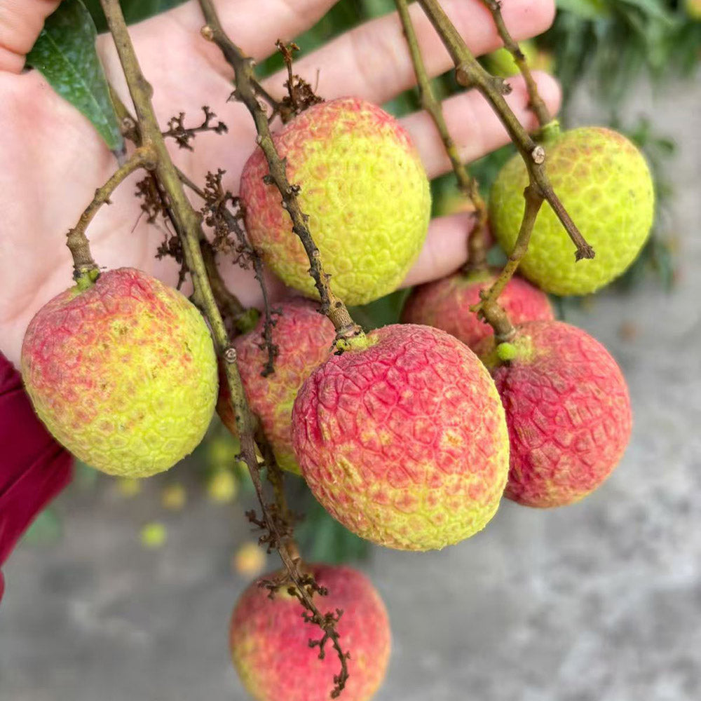Air-Flown-Vietnamese-Lychees---500g-2
