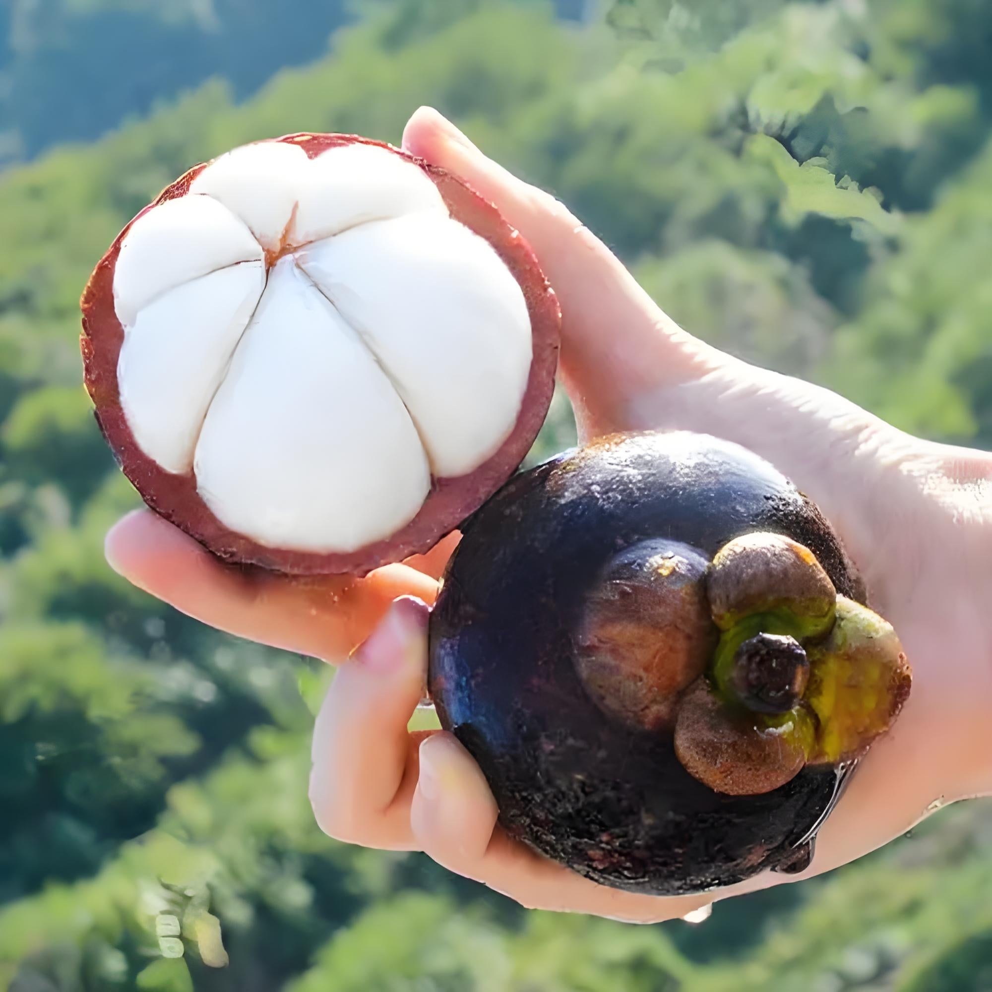 Fresh Air-Freighted Mangosteen - 800g