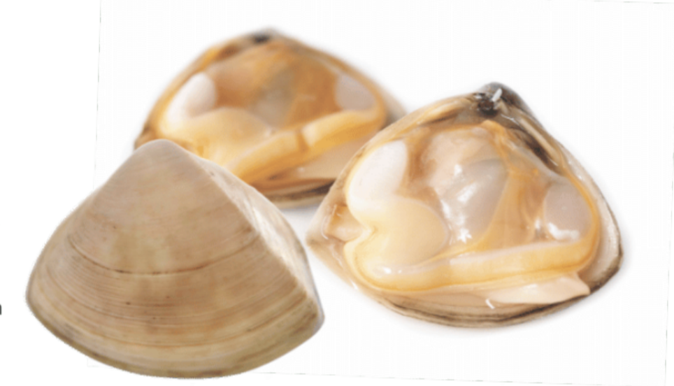 Cloudy-Bay-Diamond-Shell-Clams-–-New-Zealand-Surf-Clams-1kg-3