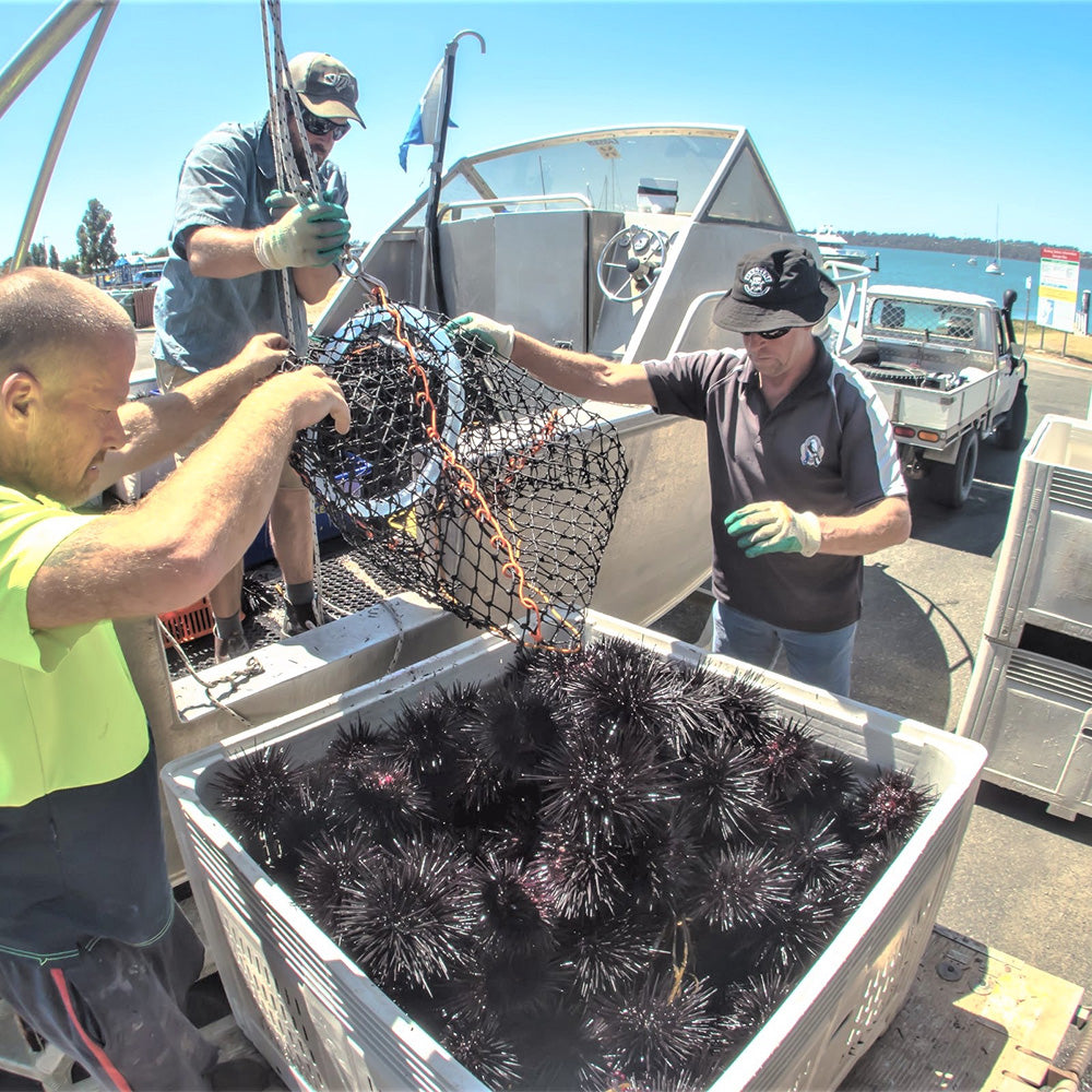 Limited-Edition-Tasmanian-Long-Spined-Sea-Urchin---100g-1