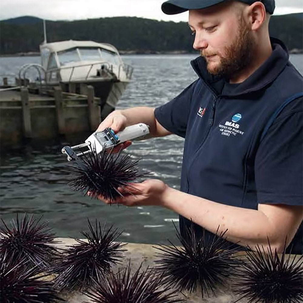 Limited-Edition-Tasmanian-Long-Spined-Sea-Urchin---100g-1